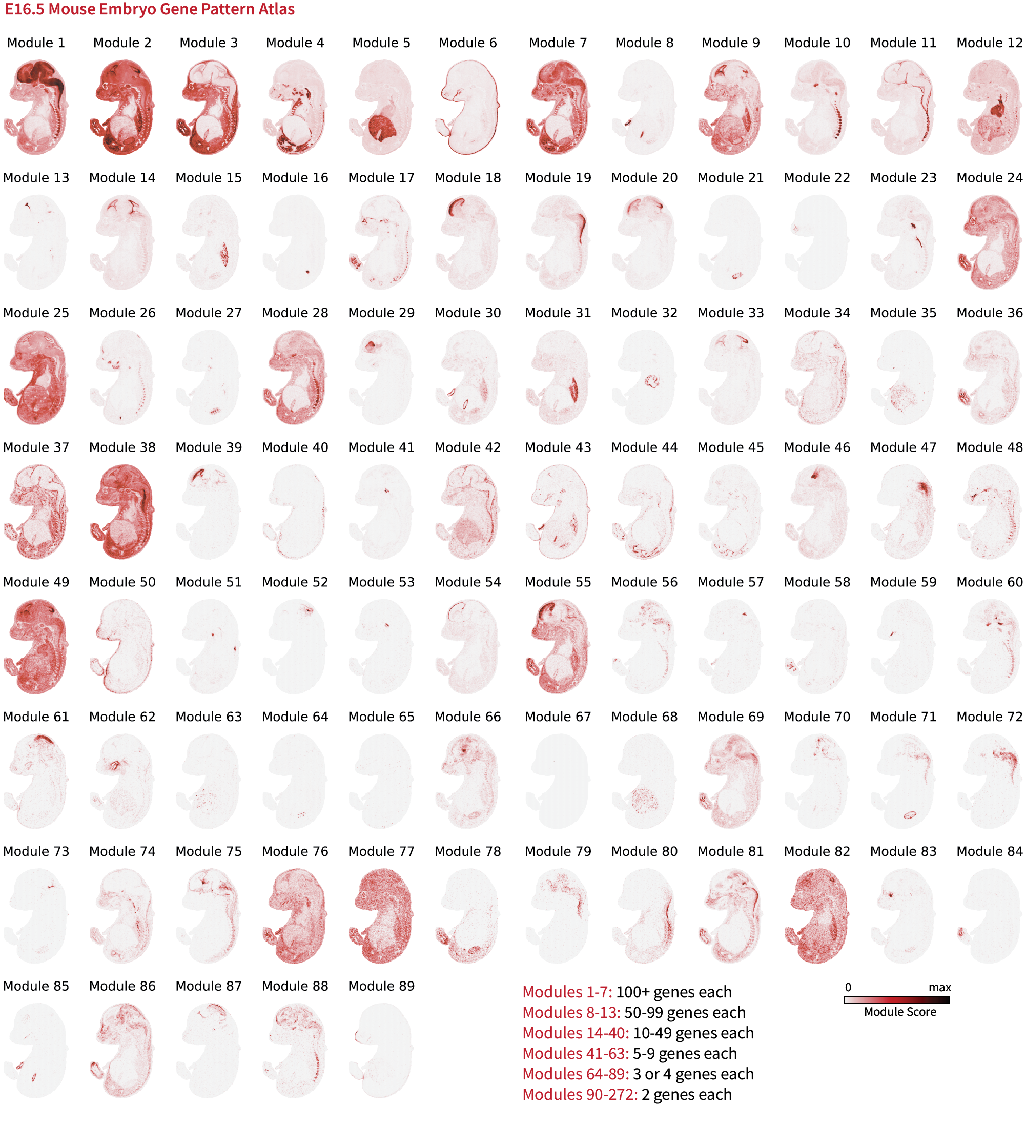 E16.5 Mouse Embryo Gene Module Atlas